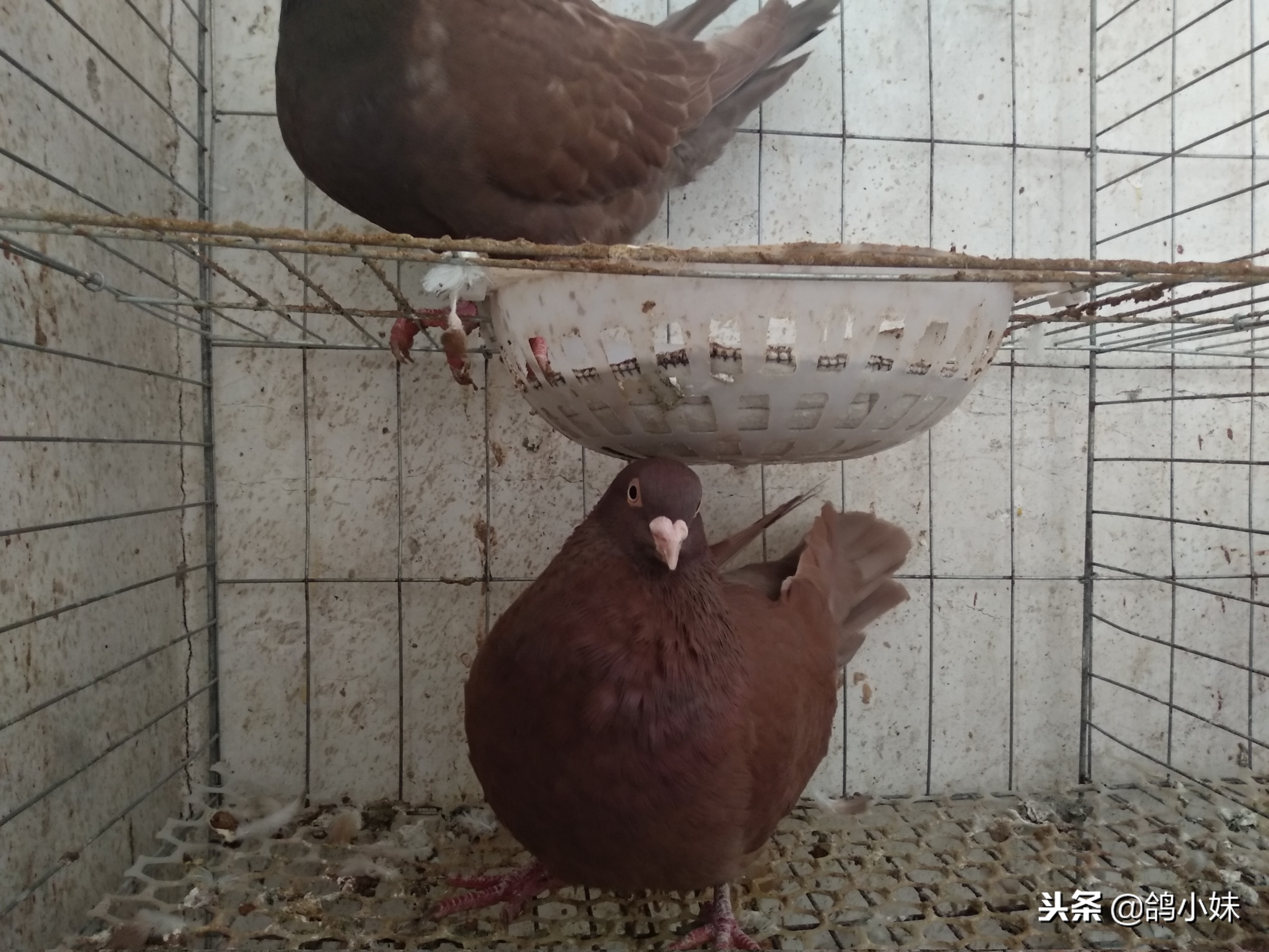 养好鸽子鸽舍的管理经验,怎样养好鸽子