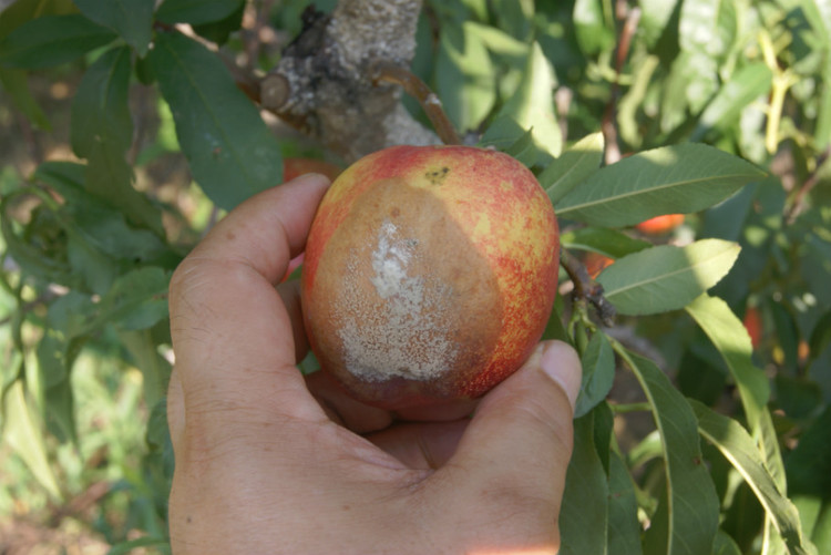 桃锈病什么时间发生,桃褐锈病的症状