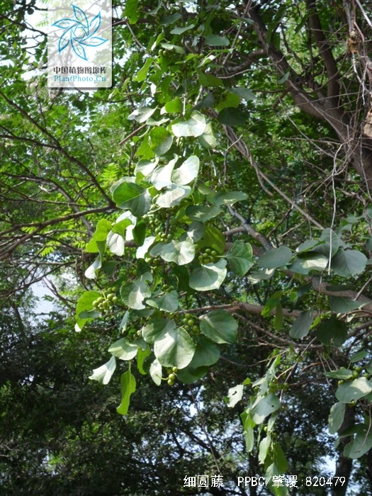 黑风散介绍,少林黑风散膏药