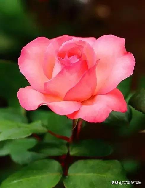 999玫瑰惊喜,999朵玫瑰生日礼物