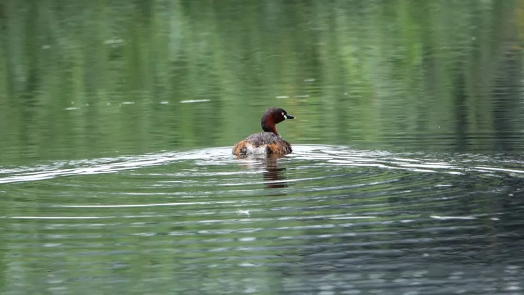 小䴙䴘｜会捕鱼的葫芦，能潜水的高手