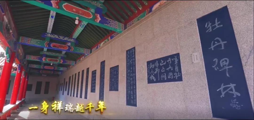 古县千年牡丹,古县牡丹的视频