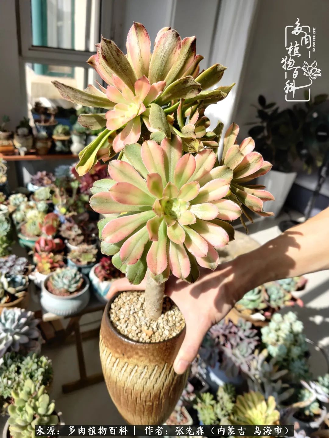 吸取教训，不断探索，英语老师的多肉碎碎念