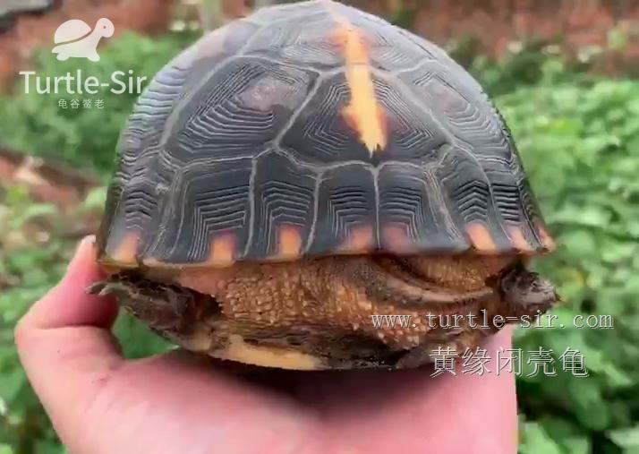 黄缘闭壳龟如何让它变高背,黄缘闭壳龟高背圆球模具