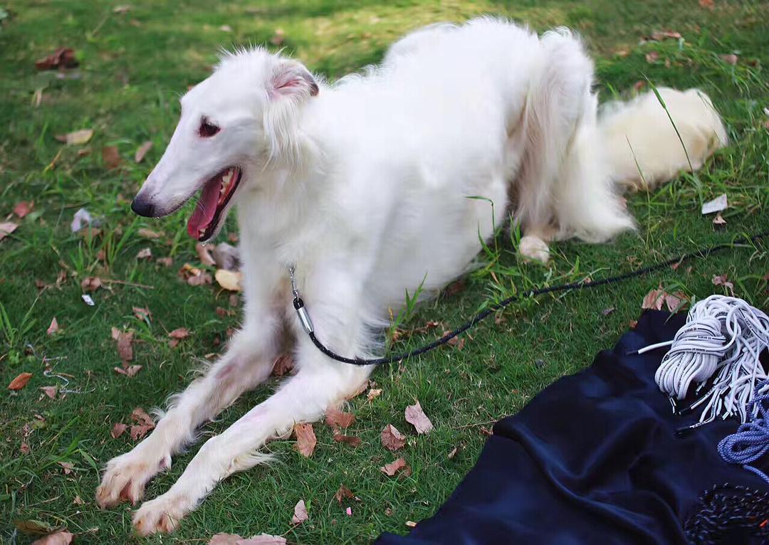 最聪明的十大狗狗品种介绍,史上最全的狗狗品种记得收藏