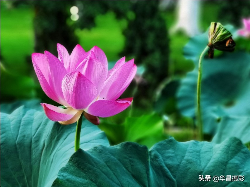 北京禧园：秋日荷花婀娜多姿惹人醉