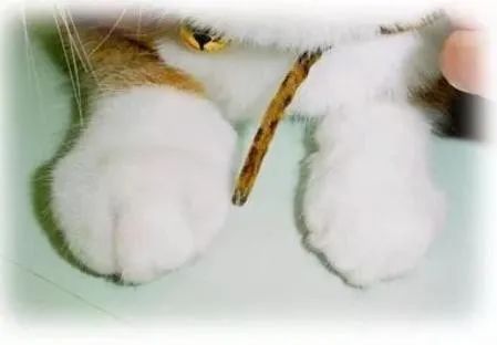 蓝白猫被蜜蜂蛰,猫被蜜蜂蛰了需要把针拔下来吗