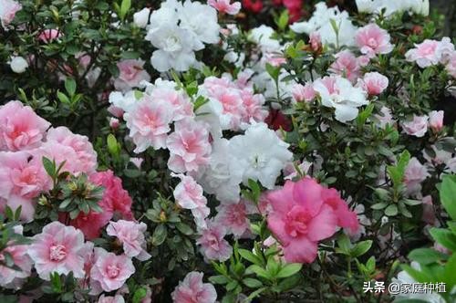 南方植物杜鹃,最容易养的植物杜鹃