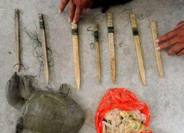 野生甲鱼的生活习性及钓法,20斤的野生甲鱼多少年能长这么大