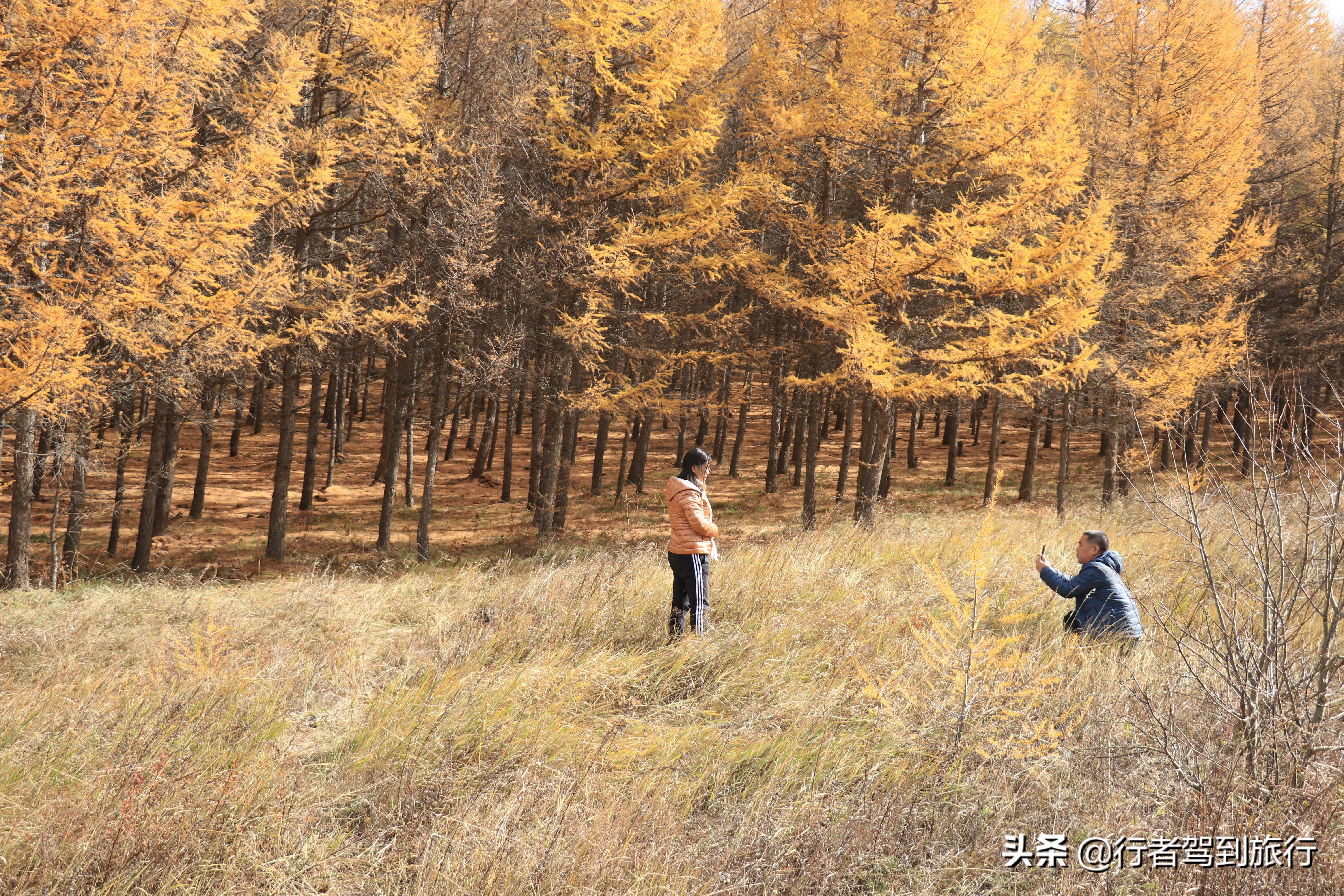 冬季克旗旅游自驾游攻略,克什克腾旗看秋色攻略