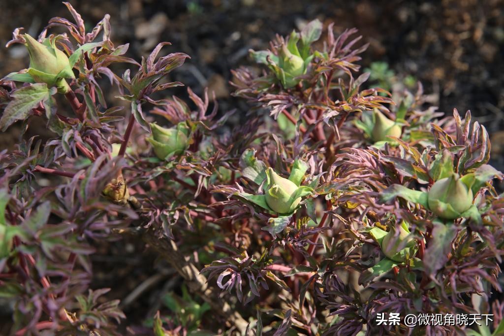 信阳师范学院：回眸但觉烟色浅，不知春意入师院