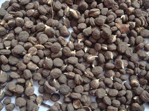 这位花友厉害了！阳台开始种人参，看了真羡慕，纷纷学习！