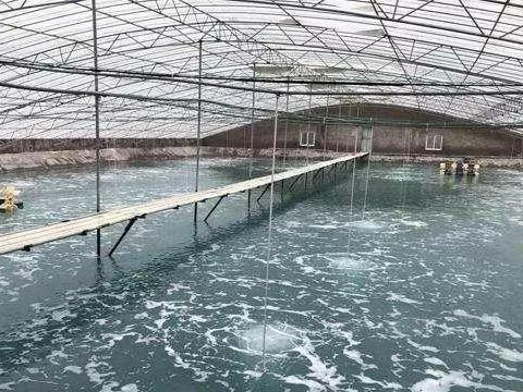 养殖池淤泥怎么去除,池塘起泥皮的原因