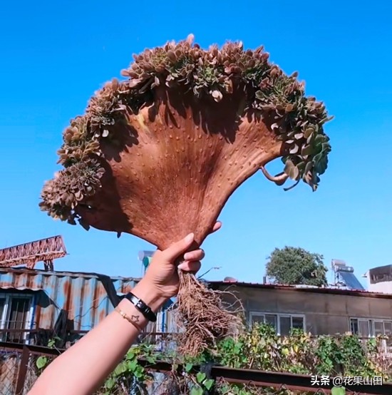 养法师的十大技巧,养法师怎么样施肥