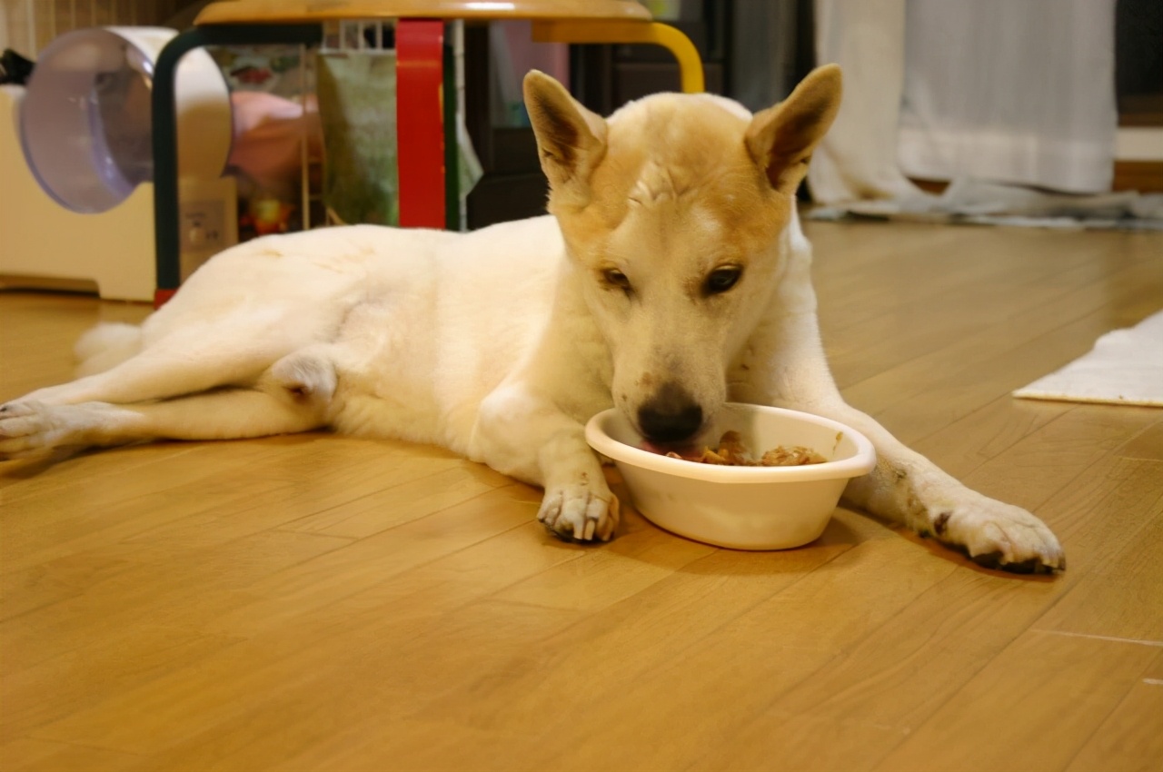 狗狗先拉干的再拉稀的什么原因,狗狗拉稀拉血是什么原因吃什么药