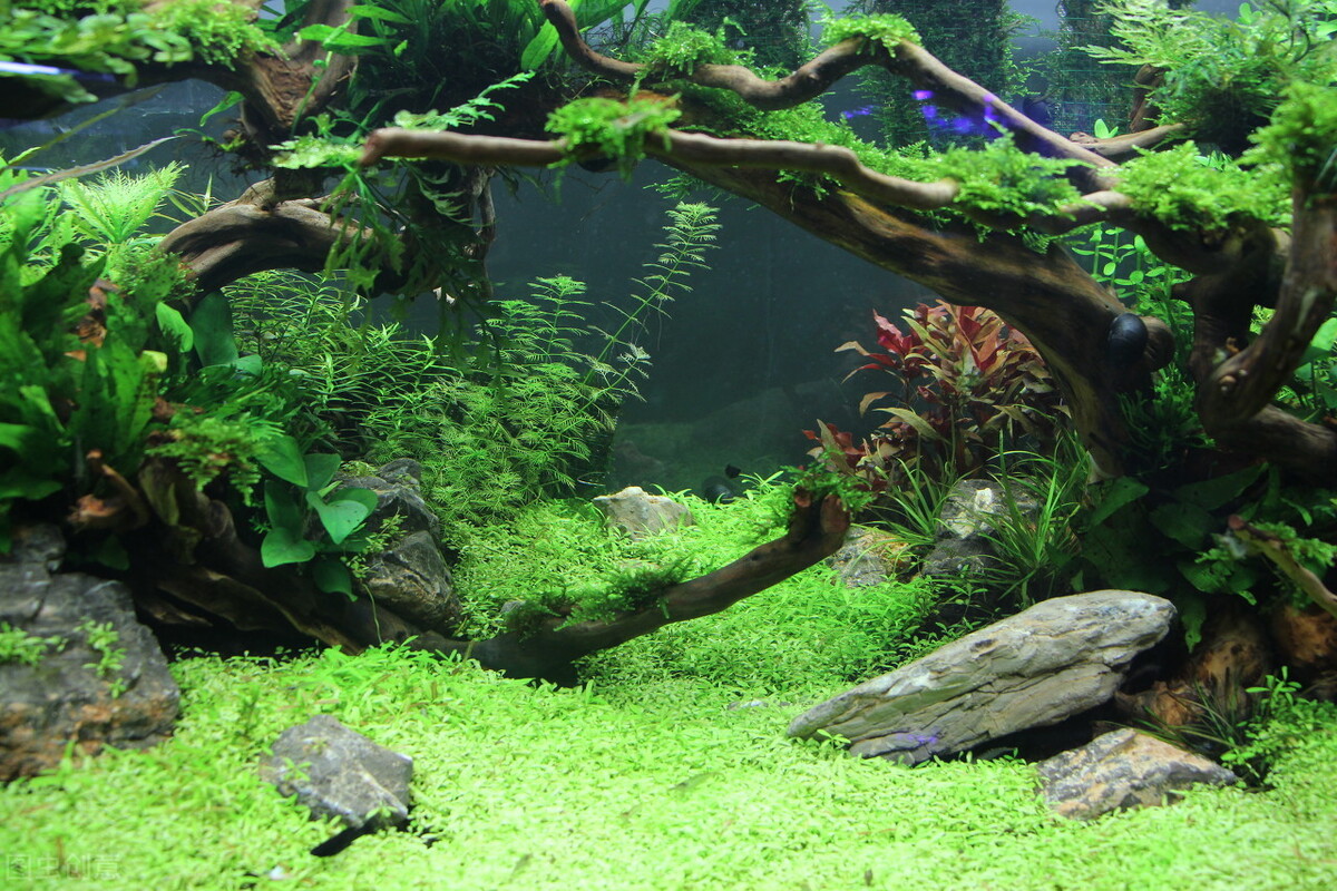 鱼缸养水草的主要作用是什么,适合鱼缸养的水草有哪些