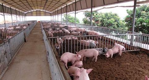 猪舍猪臭味怎么去除,猪舍臭味是什么