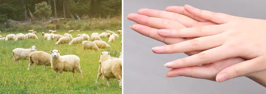 用绵羊油护肤皮肤竟如此水润饱满,莱蔻澳洲绵羊油多效水润嫩肤霜