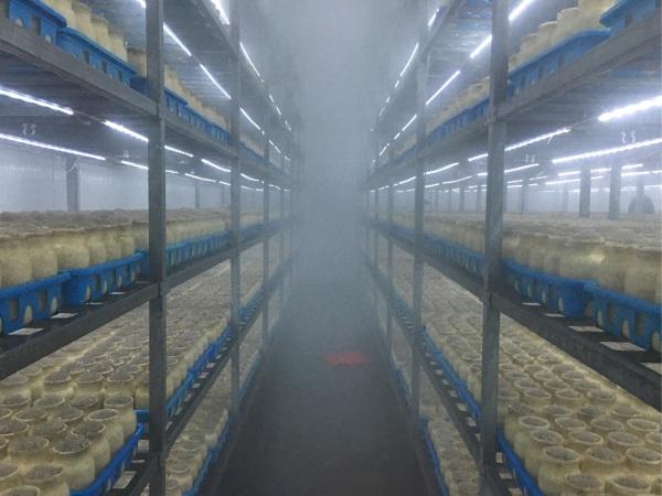 羊肚菌种植栽培技术视频教程（完整版）