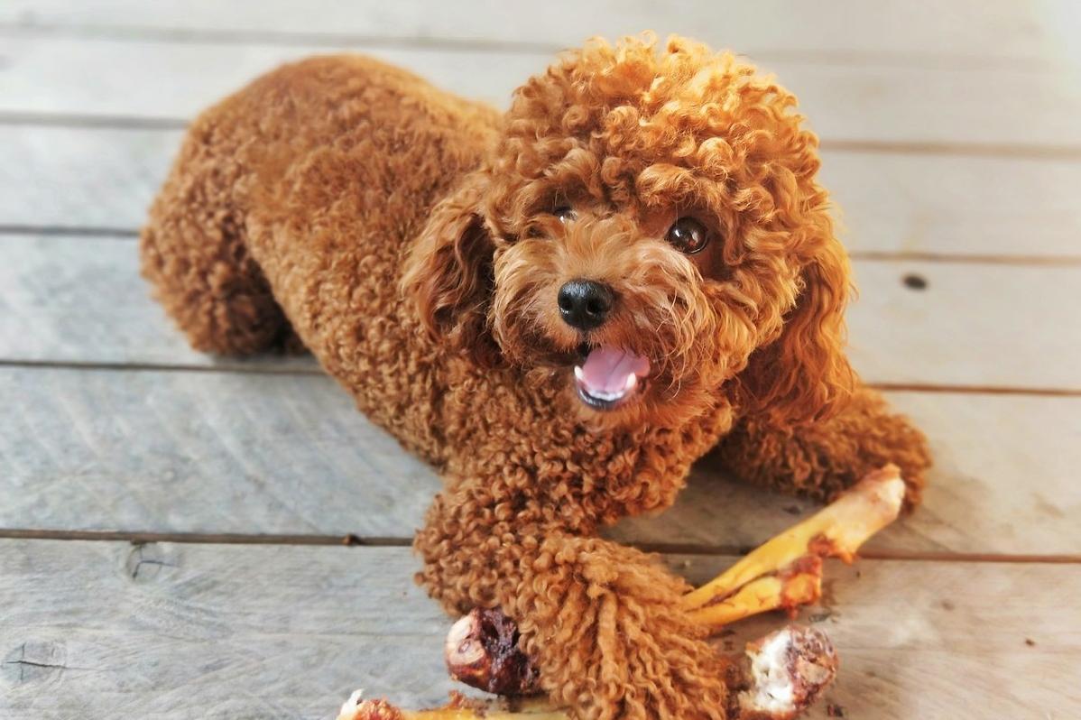 泰迪犬没有狗粮时吃什么食物好呢,泰迪犬喂狗粮好消化吗