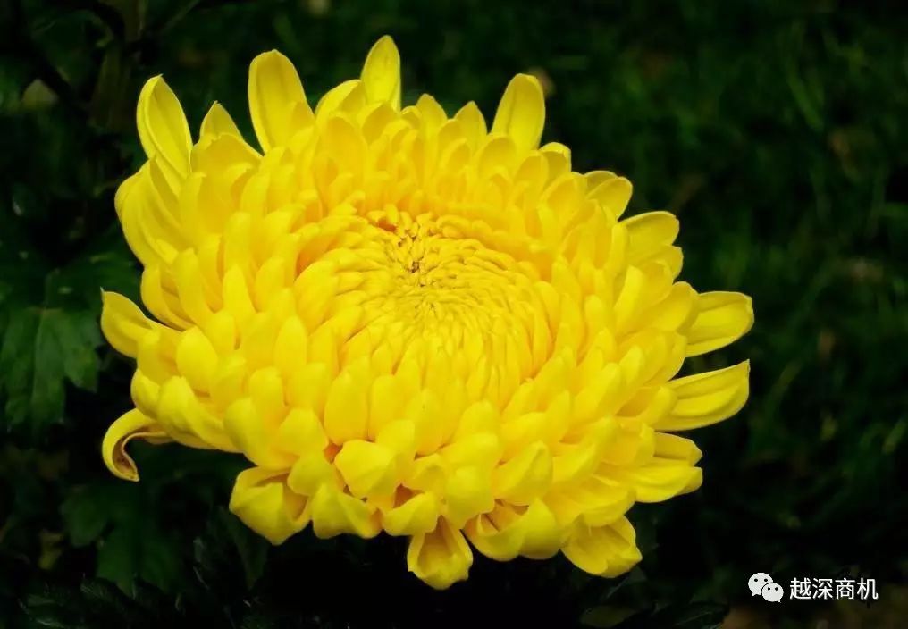 中国各大城市市花介绍,全国56市市花太美了的视频