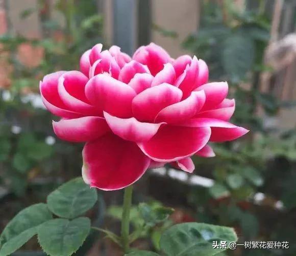 月季日本玛丽如何冬剪,日本玛丽月季的养殖方法