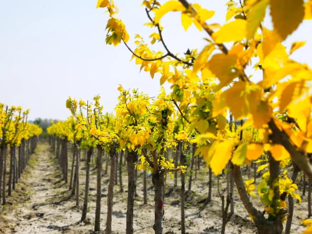 峰峰矿区哪个乡镇最好,峰峰美丽乡村都有哪些