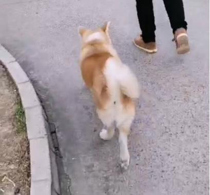 狗后腿一只不敢着地,狗后腿外八走路视频