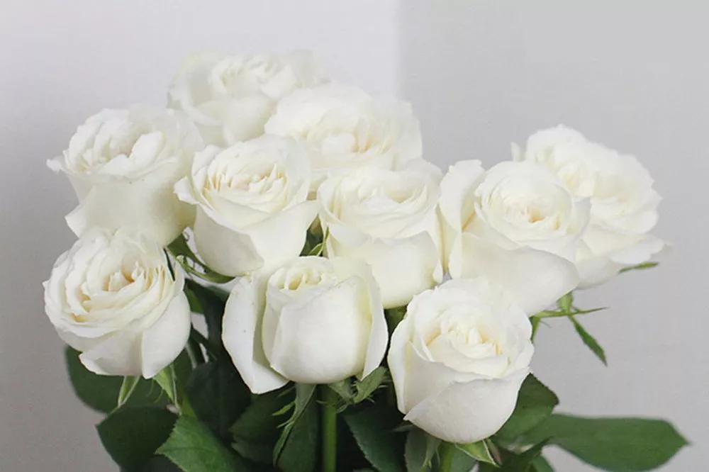 花店必备的5款玫瑰,花店最常用什么品种的玫瑰花