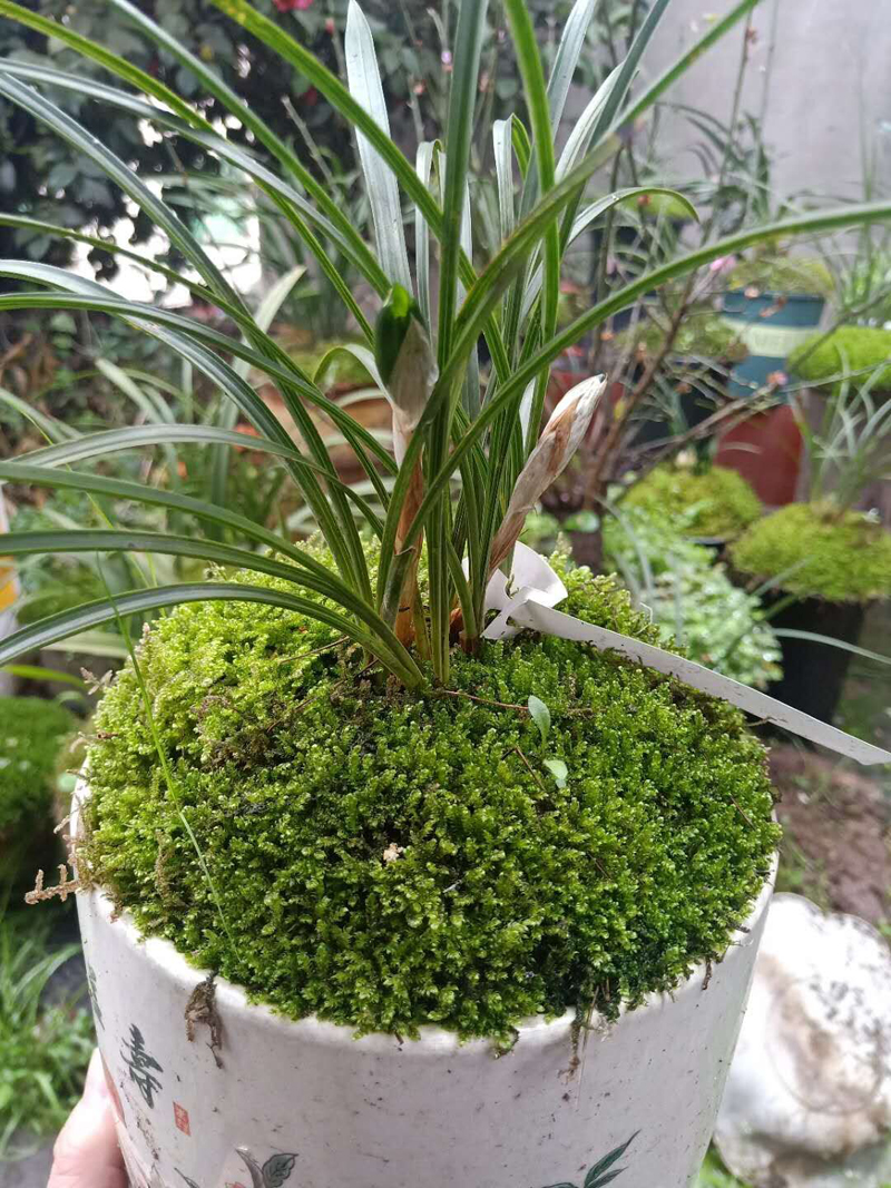 兰花碎石上面要不要盖青苔,兰花如何长青苔和叶子枯黄