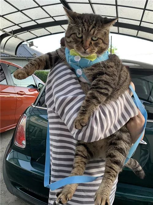 老板，这圆滚滚地怎么恢复出厂设置，说好的小可爱呢？