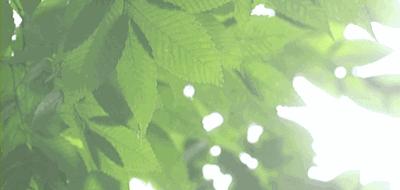 四川崇州怀远镇网红小吃粉蒸肉,崇州美食粉蒸肉