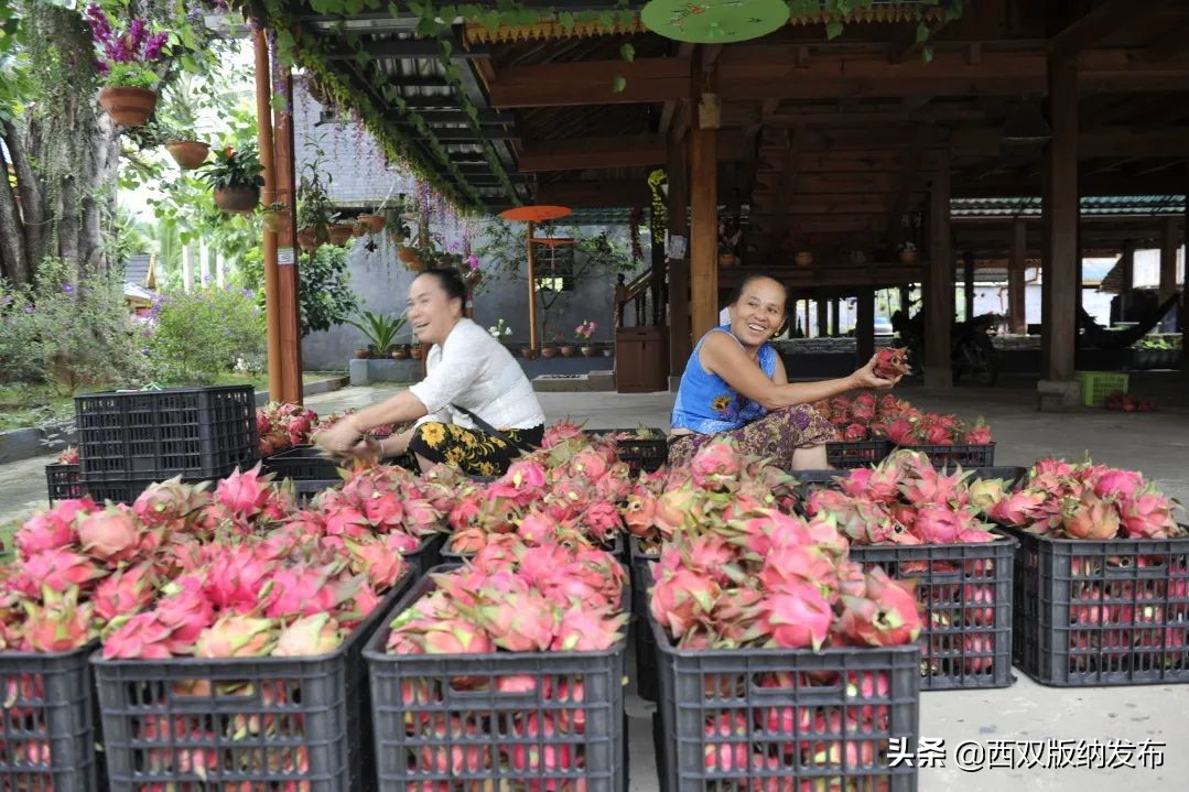 幸福打洛产业振兴路上瓜果飘香