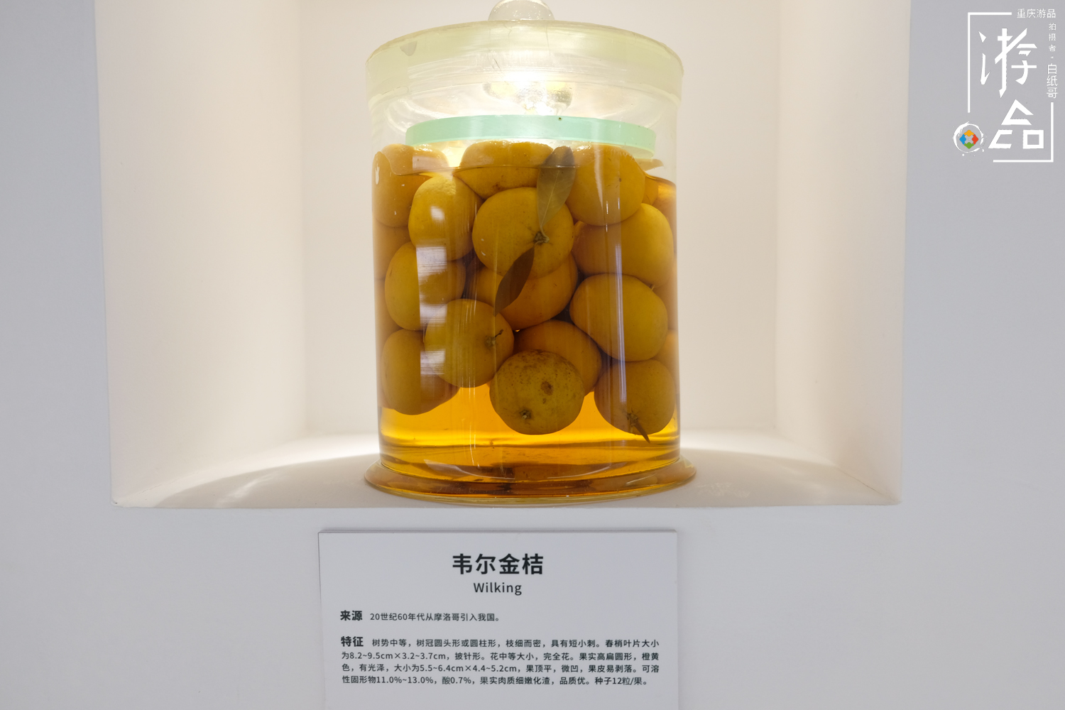 柑橘一共有多少种？很难数清，但三峡橘乡重庆忠县能告诉你答案