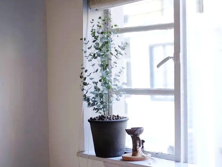 尤加利叶的养护知识,花店的尤加利叶要怎么养护