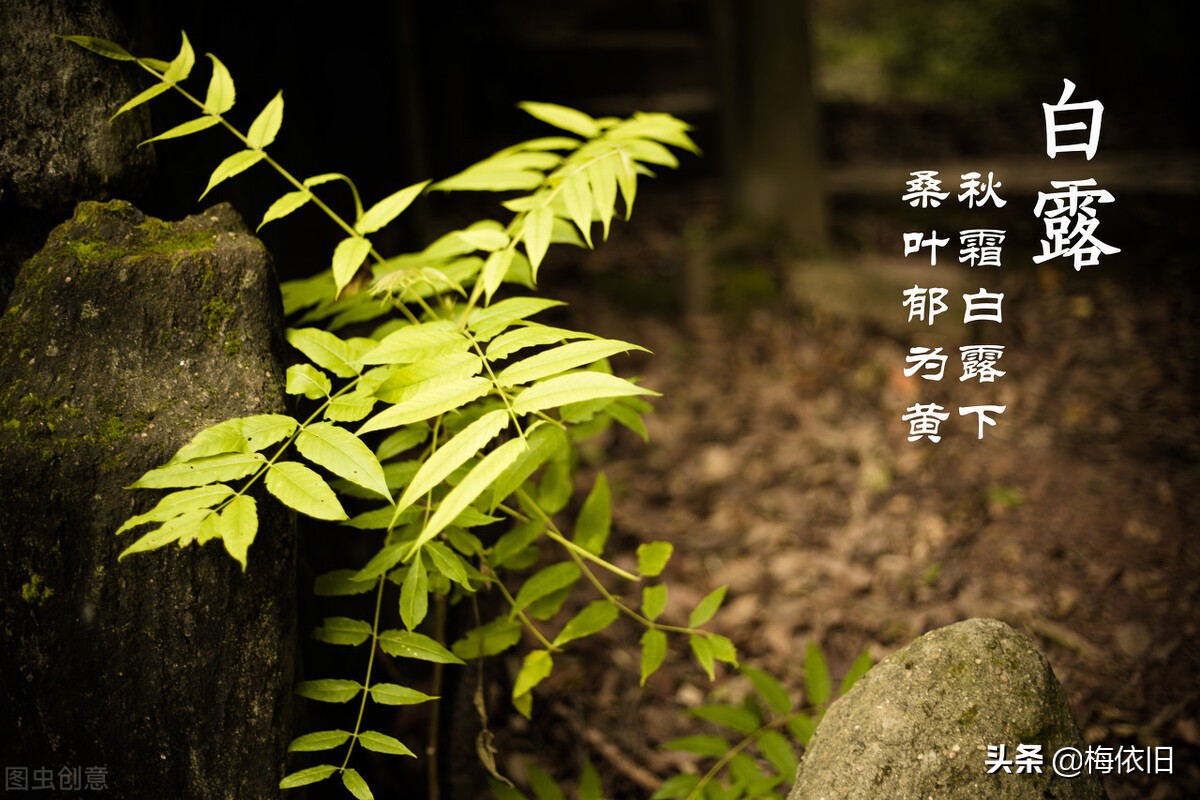 白露节气煲什么汤最好,白露节气喝什么养生汤