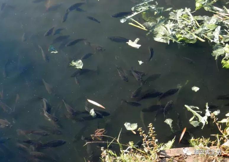 壶溪明珠——六百年官昌塘，历经沧桑变幻