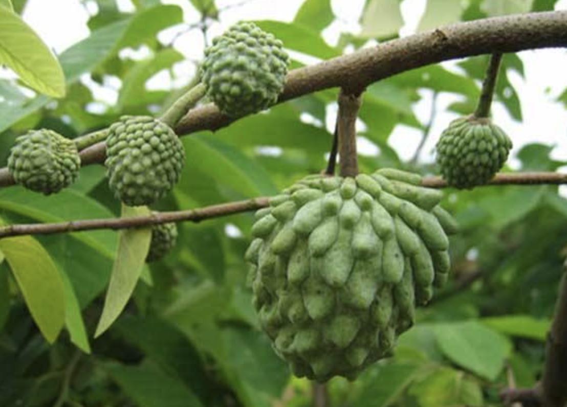 有一种外观跟荔枝很像的野果子,南方特有的荔枝