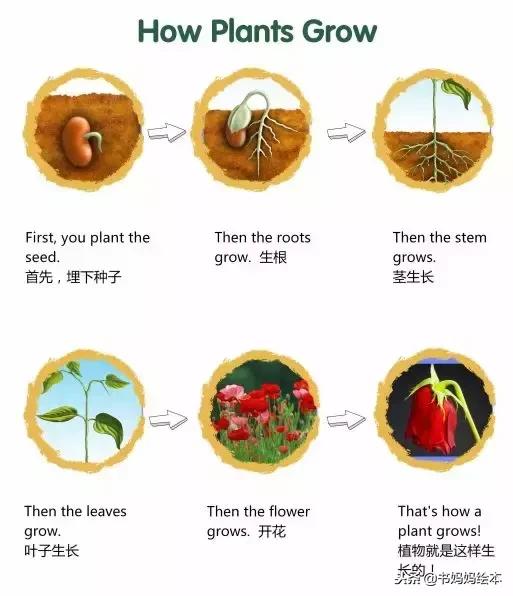 英文绘本好处,英文绘本书怎么做