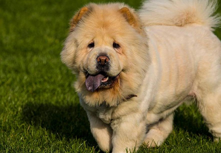 松狮犬的优点与缺点,黑土松狮犬的优点和缺点