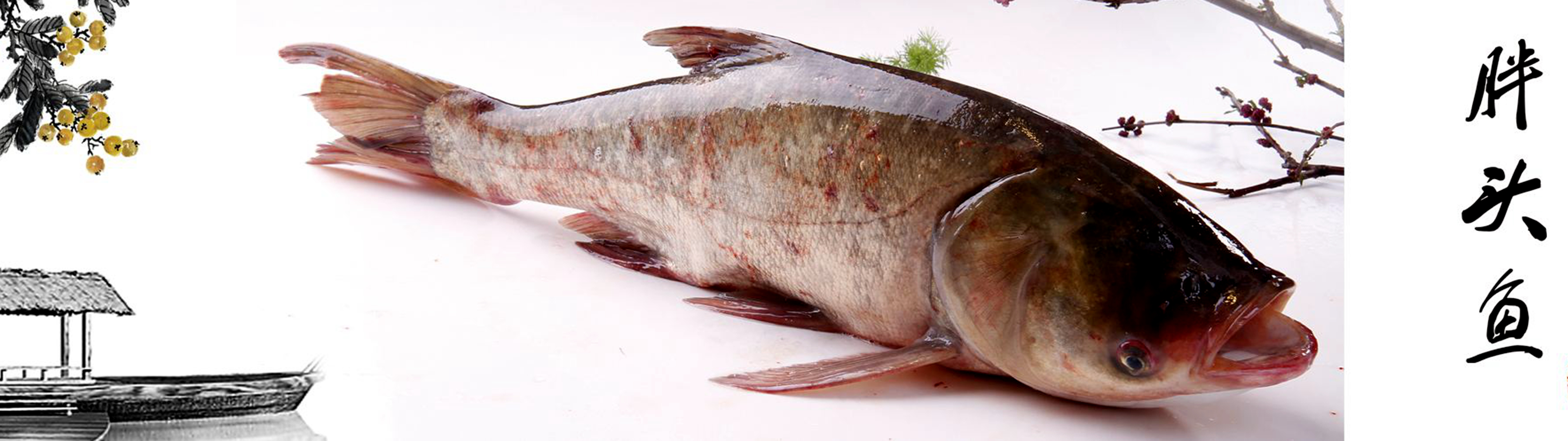 讲述小鲤鱼跳龙门的大概故事,鲤鱼跳龙门具有什么样的习性