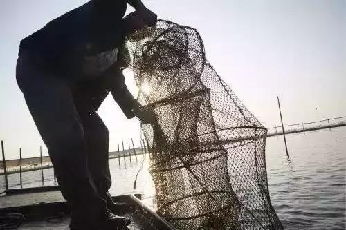 大闸蟹要公蟹的还是母蟹的好吃,现在吃大闸蟹是公的好还是母的好