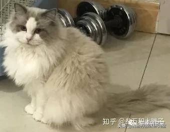 怎么能让猫毛有光泽,如何让猫毛光滑漂亮