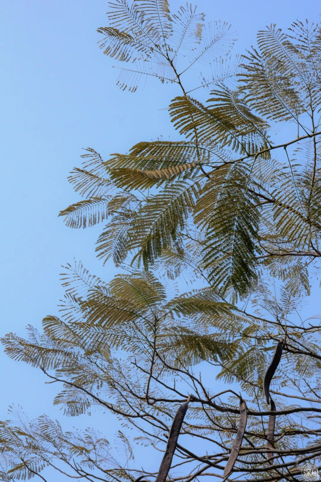 莲花山绿了没,莲花山红色景点有哪些