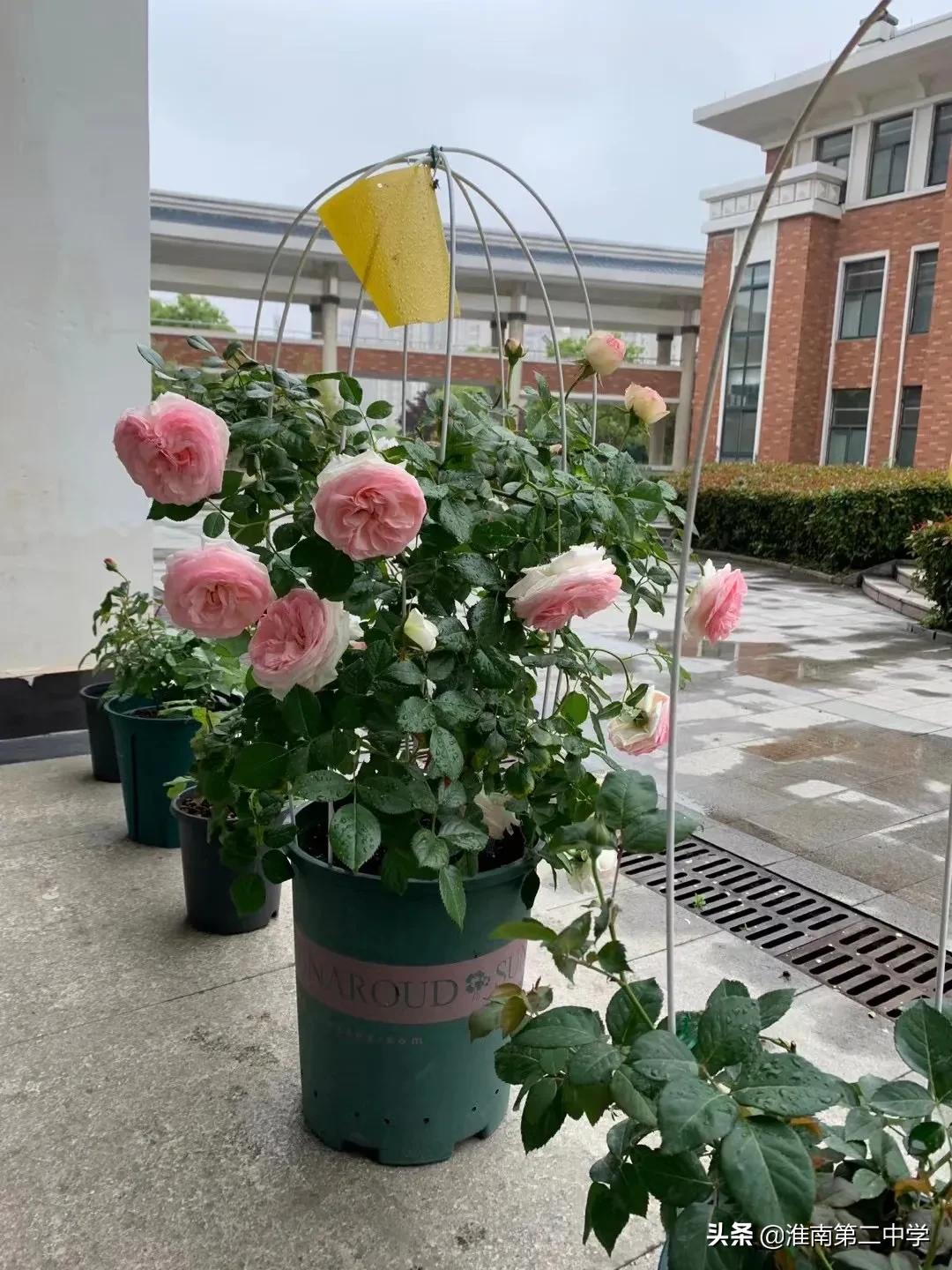 星光灿烂，征程万里：淮南二中2021届高三（3）班