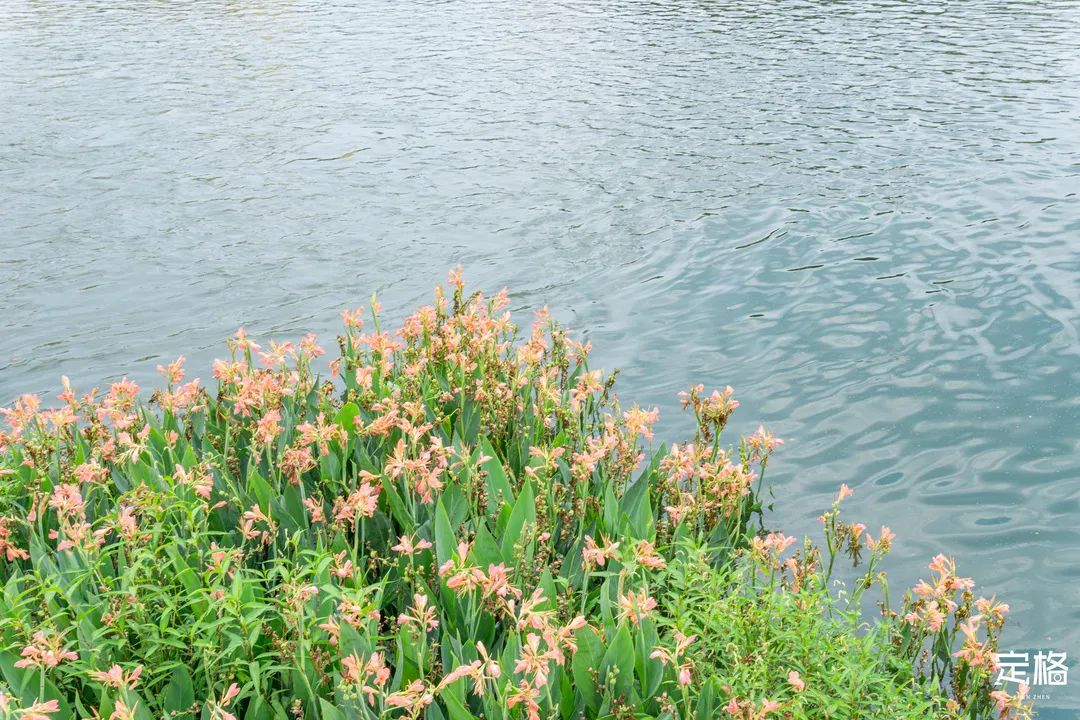 沙井万丰哪里的生蚝好吃,深圳沙井生蚝最出名店