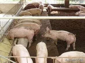 最详细的养猪月成本计算方法,养猪成本及利润的计算方法有哪些