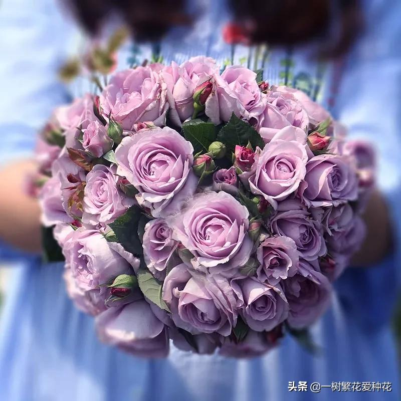 蓝色风暴月季为什么不好养,蓝色风暴月季收到货应该怎么缓苗