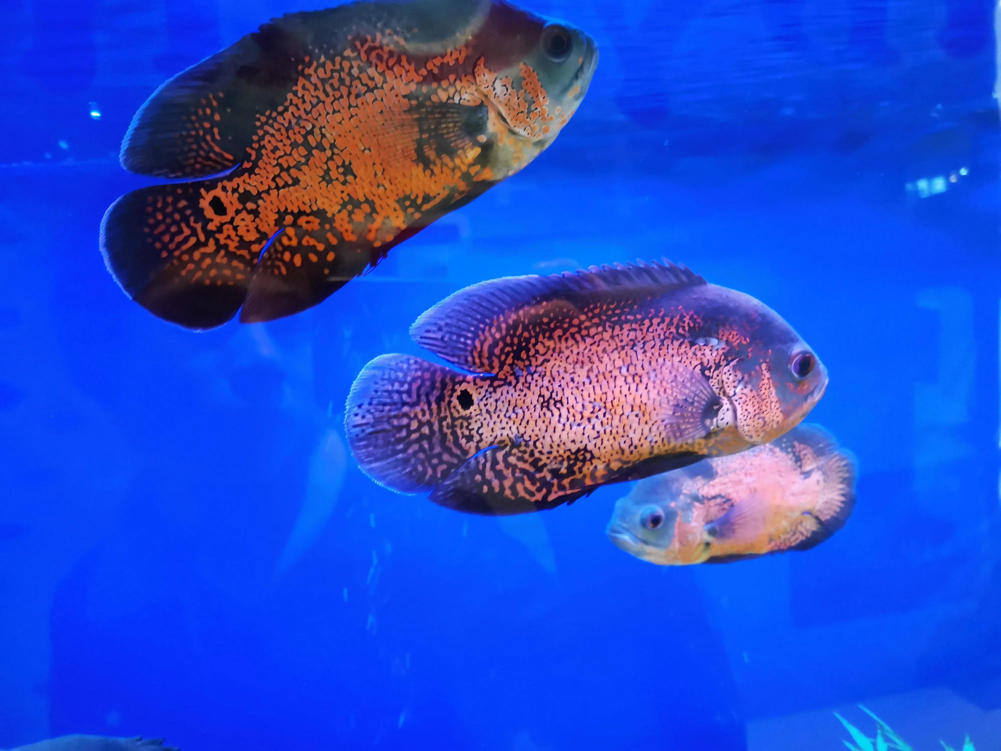 什么样的鱼叫财神鱼,世界上最奇怪的淡水鱼是什么鱼