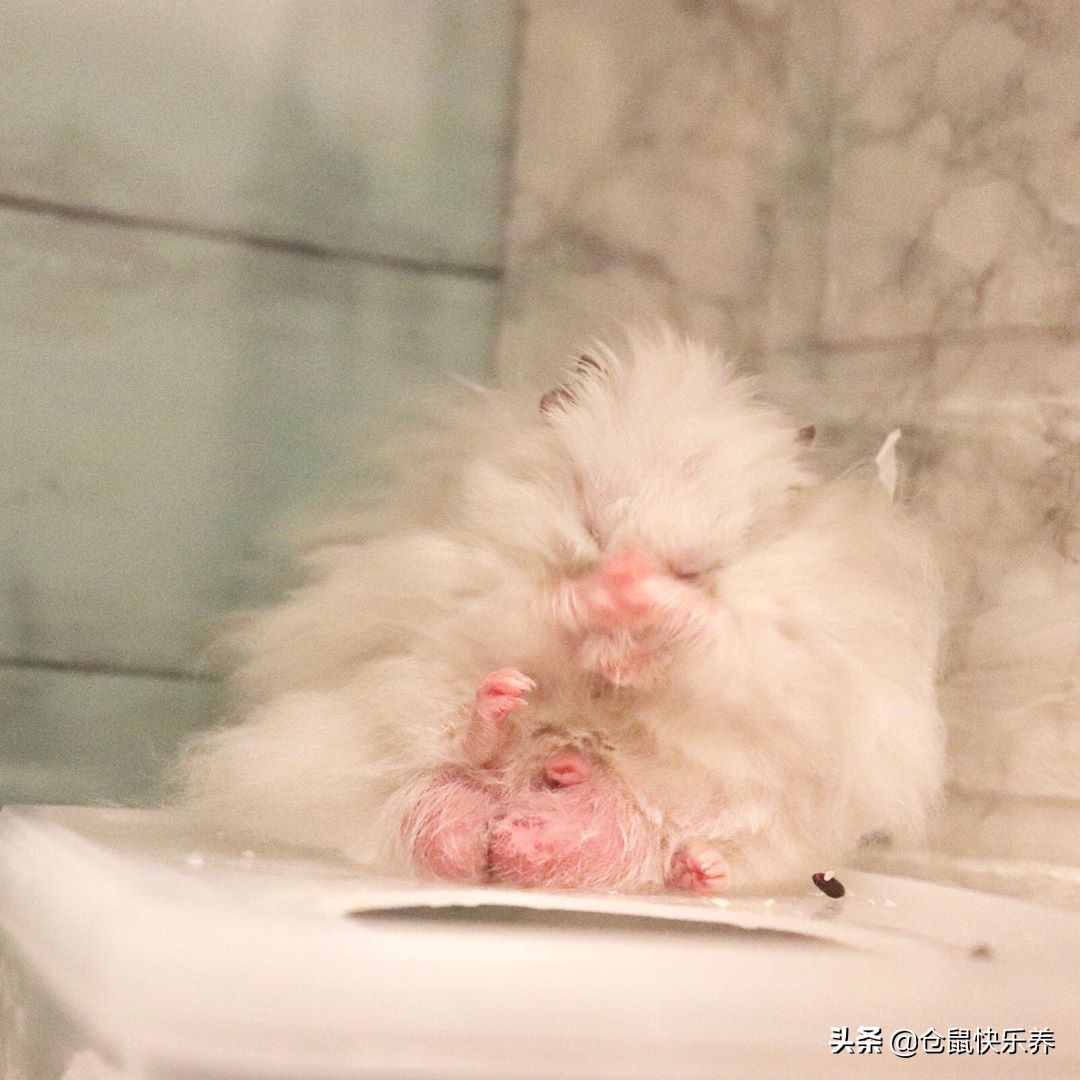 仓鼠的哪些行为能证明它真的不怕,仓鼠幼鼠为啥一直睡觉